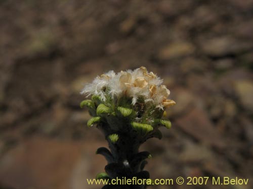 Bild von Nassauvia lagascae (Repollito / Nassauvia pigmea). Klicken Sie, um den Ausschnitt zu vergrössern.