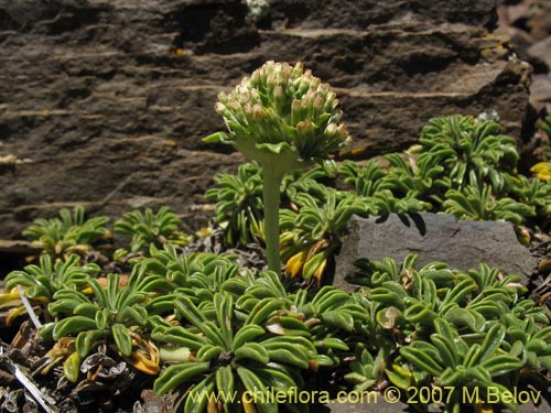 Image of Gamocarpha alpina (). Click to enlarge parts of image.