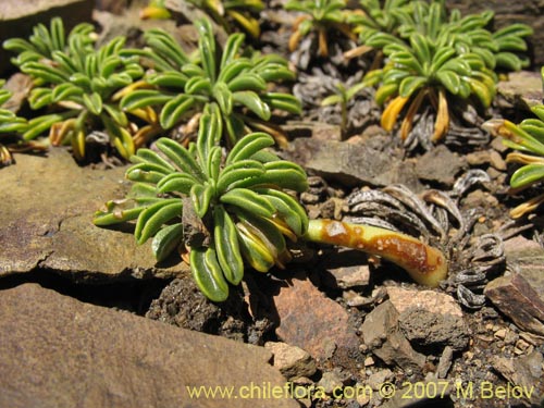 Image of Gamocarpha alpina (). Click to enlarge parts of image.