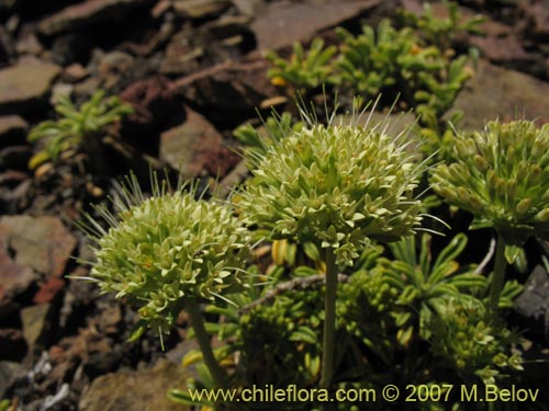 Image of Gamocarpha alpina (). Click to enlarge parts of image.