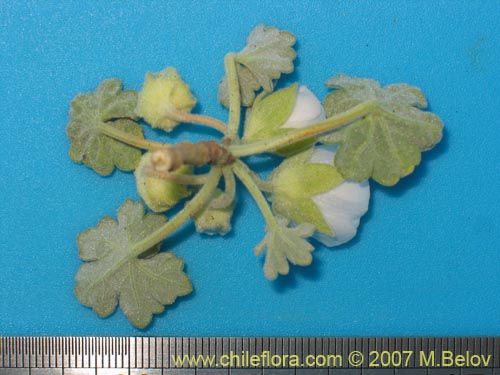 Bild von Tarasa humilis (). Klicken Sie, um den Ausschnitt zu vergrössern.