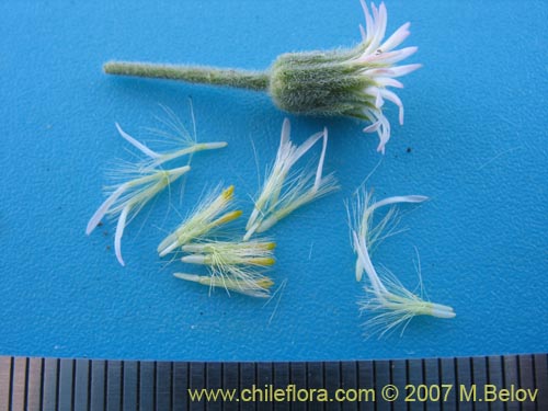 Bild von Erigeron sp. #3094 (). Klicken Sie, um den Ausschnitt zu vergrössern.