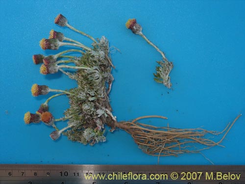 Image of Senecio sp. #1686 (). Click to enlarge parts of image.