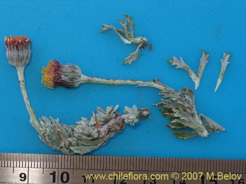 Image of Senecio sp. #1686 (). Click to enlarge parts of image.