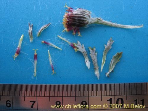 Image of Senecio sp. #1686 (). Click to enlarge parts of image.