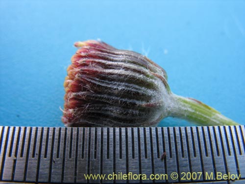 Image of Senecio sp. #1686 (). Click to enlarge parts of image.