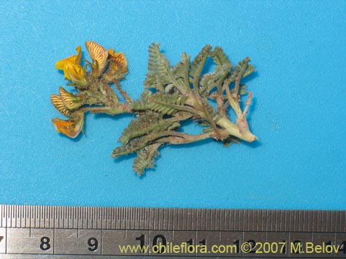 Adesmia sp.  #1691的照片