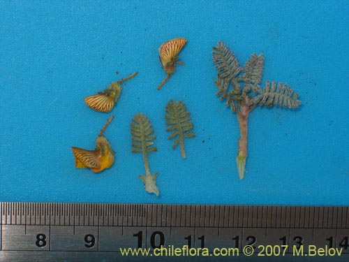 Adesmia sp.  #1691的照片