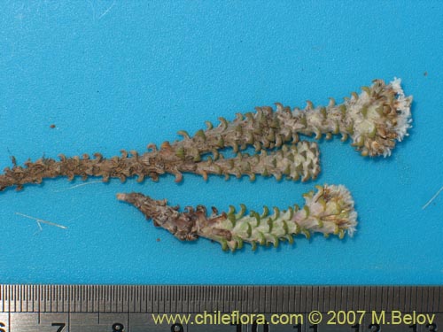 Bild von Nassauvia lagascae (Repollito / Nassauvia pigmea). Klicken Sie, um den Ausschnitt zu vergrössern.