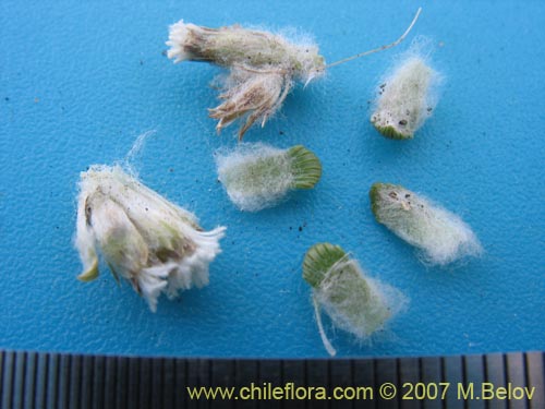 Bild von Nassauvia lagascae (Repollito / Nassauvia pigmea). Klicken Sie, um den Ausschnitt zu vergrössern.