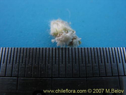 Bild von Nassauvia lagascae (Repollito / Nassauvia pigmea). Klicken Sie, um den Ausschnitt zu vergrössern.