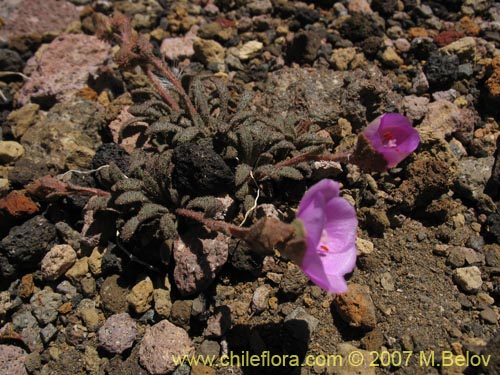 Bild von Montiopsis sp. #1688 (). Klicken Sie, um den Ausschnitt zu vergrössern.