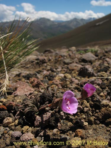 Bild von Montiopsis sp. #1688 (). Klicken Sie, um den Ausschnitt zu vergrössern.