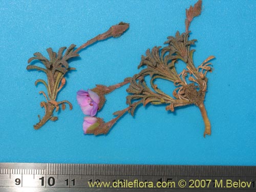 Montiopsis sp. #1688の写真