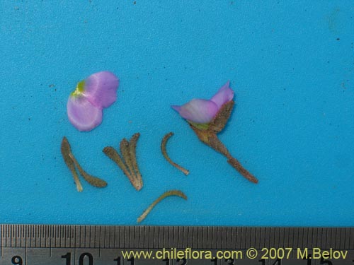 Montiopsis sp. #1688の写真