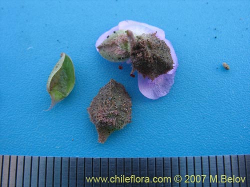 Montiopsis sp. #1688の写真