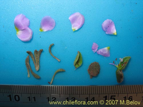 Montiopsis sp. #1688の写真