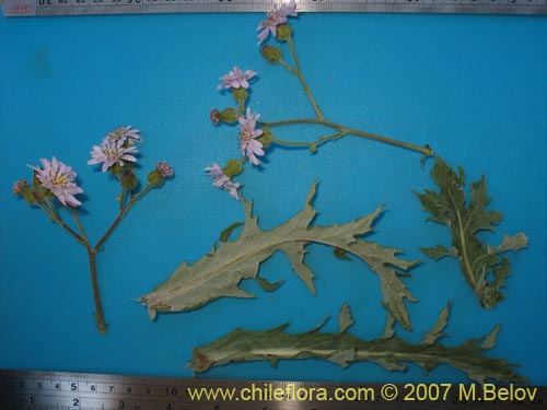 Bild von Leucheria sp. #6055 (). Klicken Sie, um den Ausschnitt zu vergrössern.