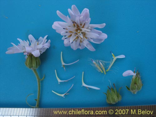 Bild von Leucheria sp. #6055 (). Klicken Sie, um den Ausschnitt zu vergrössern.