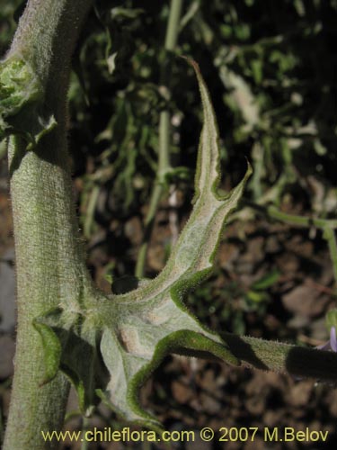 Bild von Leucheria sp. #6055 (). Klicken Sie, um den Ausschnitt zu vergrössern.