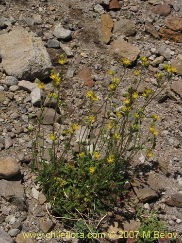 Image of Loasa sp. #1472 (). Click to enlarge parts of image.