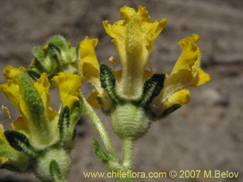 Image of Loasa sp. #1472 (). Click to enlarge parts of image.