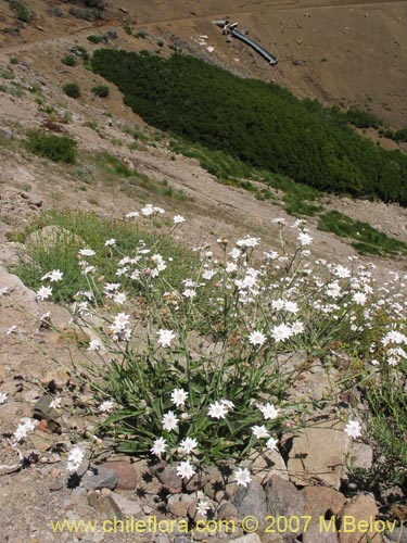 Bild von Leucheria sp. #6053 (). Klicken Sie, um den Ausschnitt zu vergrössern.
