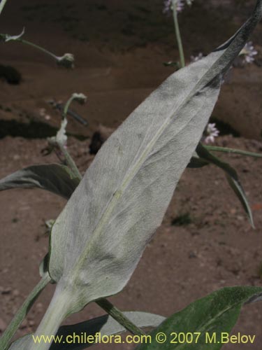 Bild von Leucheria sp. #6053 (). Klicken Sie, um den Ausschnitt zu vergrössern.