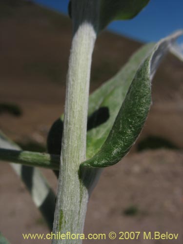 Bild von Leucheria sp. #6053 (). Klicken Sie, um den Ausschnitt zu vergrössern.