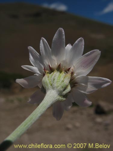 Bild von Leucheria sp. #6053 (). Klicken Sie, um den Ausschnitt zu vergrössern.