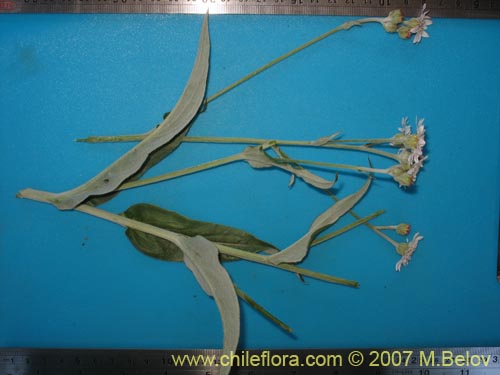 Bild von Leucheria sp. #6053 (). Klicken Sie, um den Ausschnitt zu vergrössern.