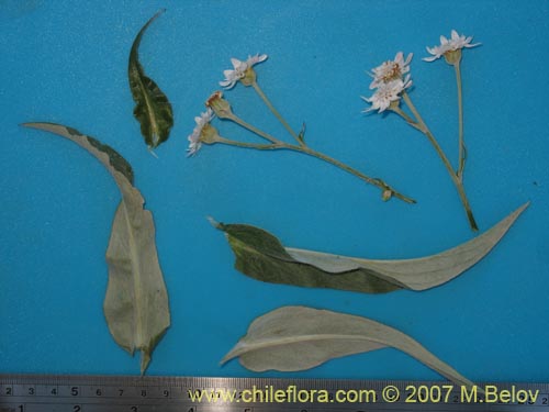 Bild von Leucheria sp. #6053 (). Klicken Sie, um den Ausschnitt zu vergrössern.