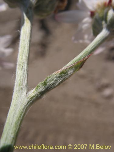 Bild von Leucheria sp. #6053 (). Klicken Sie, um den Ausschnitt zu vergrössern.