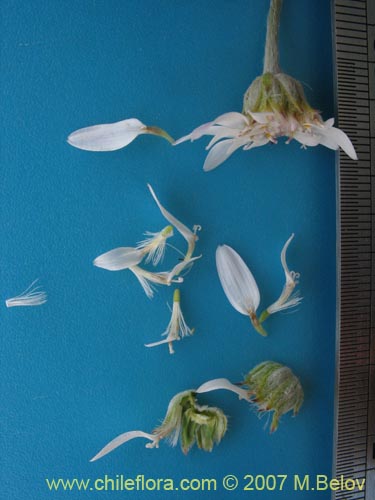 Bild von Leucheria sp. #6053 (). Klicken Sie, um den Ausschnitt zu vergrössern.