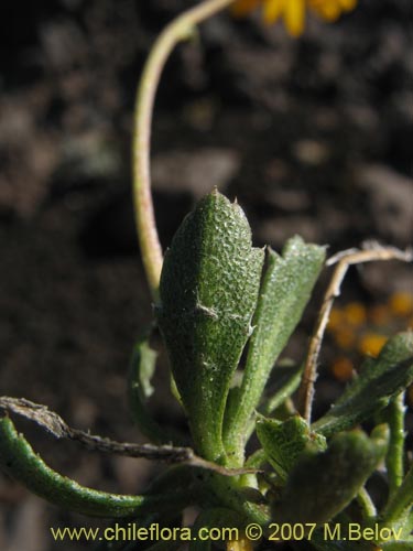 Image of Haplopappus sp. #6076 (). Click to enlarge parts of image.