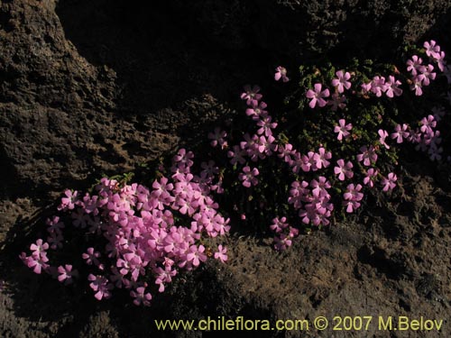 Ourisia microphyllaの写真