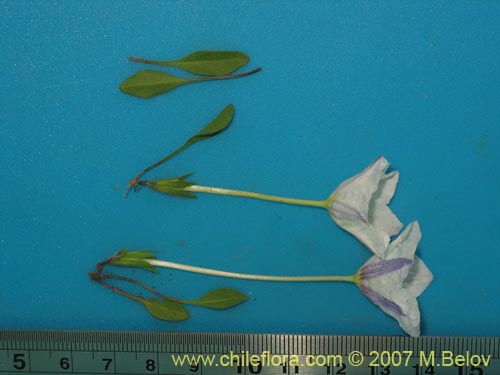 Bild von Nierembergia repens (Estrellita de las vegas). Klicken Sie, um den Ausschnitt zu vergrössern.