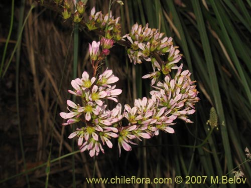 식물종은 불명 sp. #1315의 사진