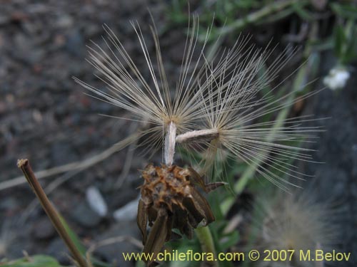Asteraceae sp. #1687의 사진
