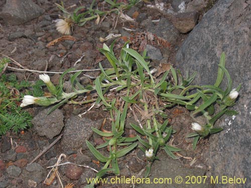 Asteraceae sp. #1687의 사진