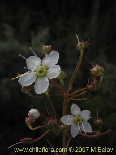 Image of Lysimachia sertulata (Melilukul). Click to enlarge parts of image.
