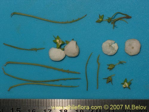 Imágen de Calceolaria alba (). Haga un clic para aumentar parte de imágen.