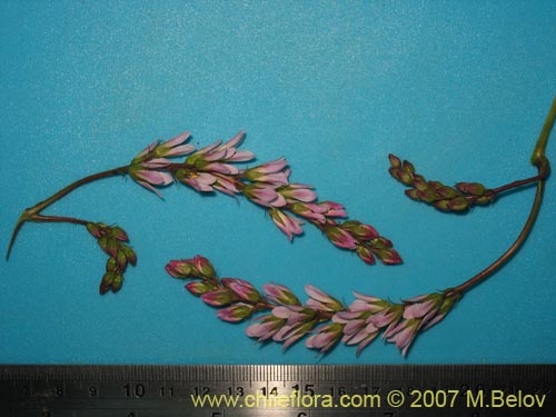 식물종은 불명 sp. #1315의 사진