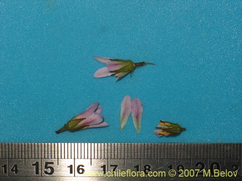 식물종은 불명 sp. #1315의 사진