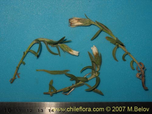 Imágen de Asteraceae sp. #1687 (). Haga un clic para aumentar parte de imágen.