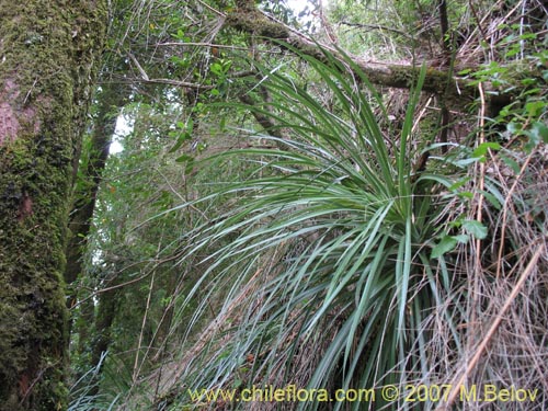 Ochagavia carneaの写真