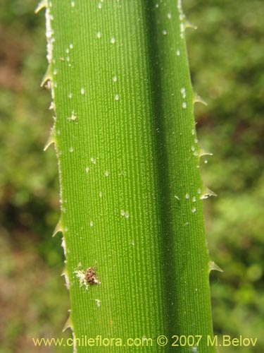 Ochagavia carneaの写真