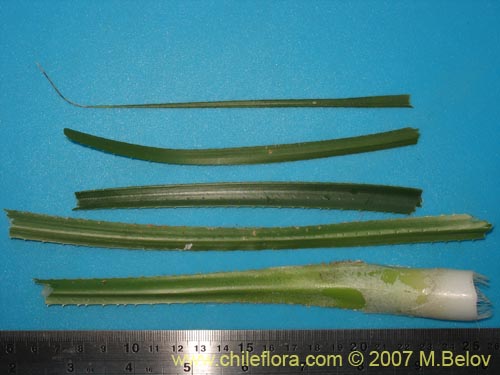 Ochagavia carneaの写真