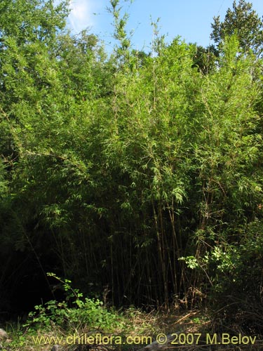 Bild von Chusquea quila (Quila). Klicken Sie, um den Ausschnitt zu vergrössern.