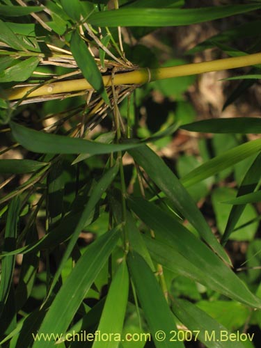 Bild von Chusquea quila (Quila). Klicken Sie, um den Ausschnitt zu vergrössern.